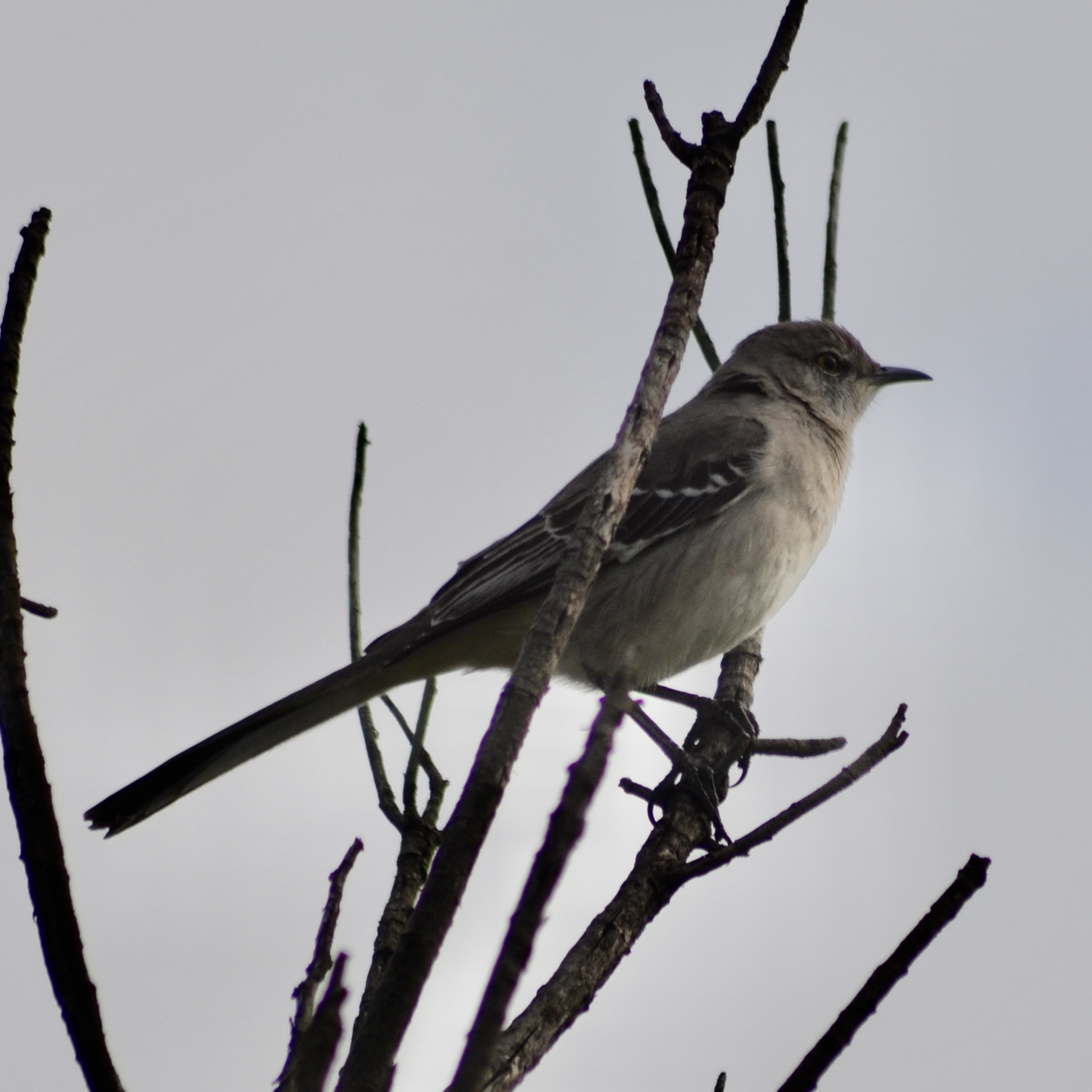 Northern Mockingbird